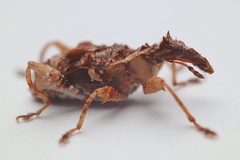 Stephanorhynchus curvipes