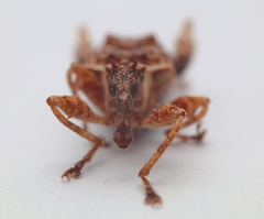 Stephanorhynchus curvipes