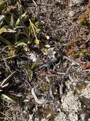 Gentianella diemensis