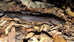 Cali Shade Lizard photo 4