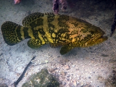 Epinephelus itajara
