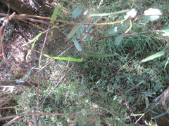 Parsonsia capsularis