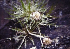 Hypochaeris incana