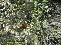 Lycaena 'canterbury common copper'
