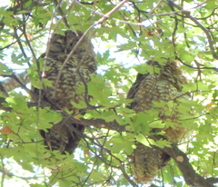Strix occidentalis lucida