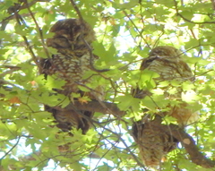 Strix occidentalis lucida