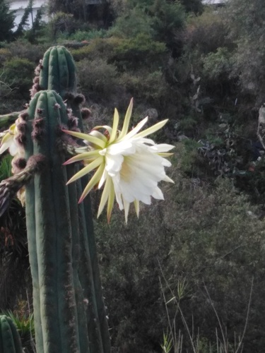 Trichocereus macrogonus
