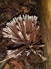 Thelephora anthocephala