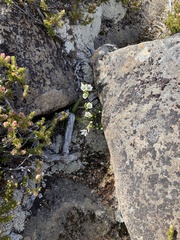 Gentianella pleurogynoides