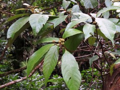 Macaranga subdentata