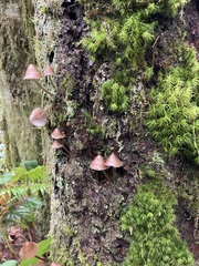 Mycena bulliformis