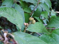 Macaranga subdentata