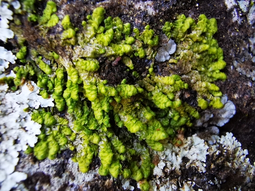 Radula quadrata