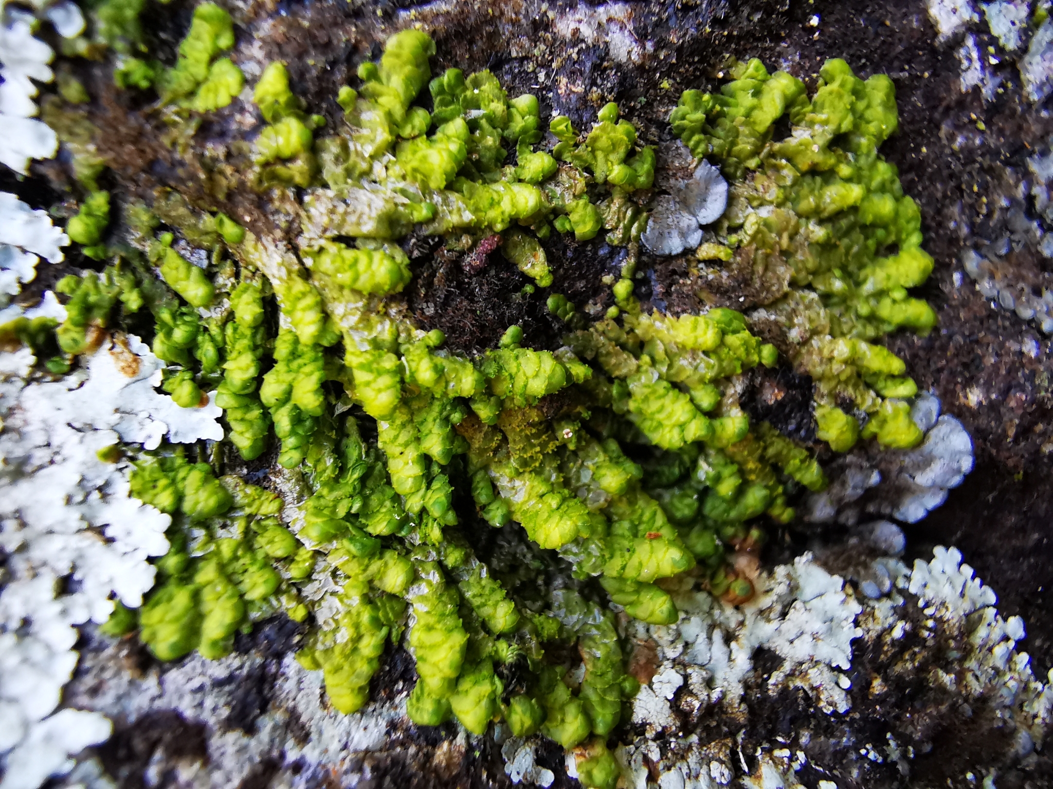 Radula quadrata