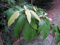 Macaranga subdentata