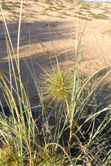 Spinifex longifolius