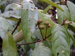 Macaranga subdentata