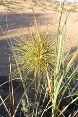 Spinifex longifolius