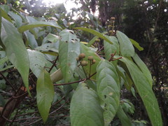 Macaranga subdentata