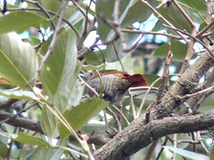 Thamnophilus multistriatus