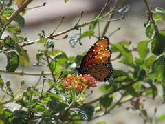 Danaus gilippus