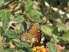Danaus gilippus
