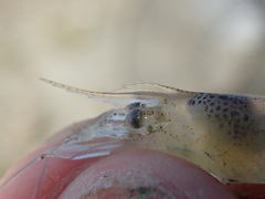 Palaemon orientis