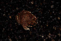 Anaxyrus punctatus