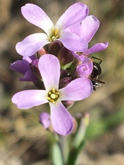 Boechera calderi