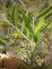 Bossiaea rupicola