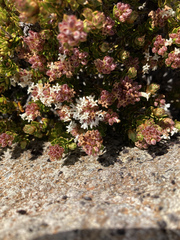 Archeria serpyllifolia