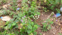 Cyanthillium cinereum