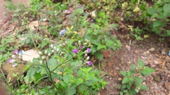 Cyanthillium cinereum