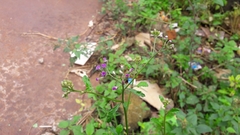 Cyanthillium cinereum