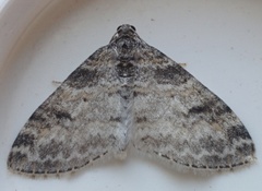 Lobophora nivigerata