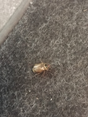 Paranomala undulata peruviana