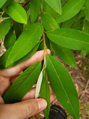 Pomaderris argyrophylla