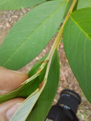 Pomaderris argyrophylla