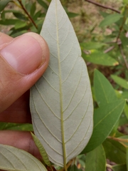 Pomaderris argyrophylla