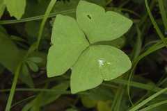 Oxalis obtriangulata