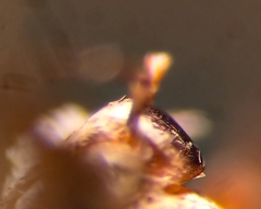 Gnorimoschema septentrionella