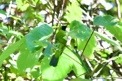 Chloropsis cyanopogon