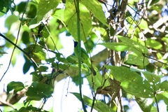 Chloropsis cyanopogon