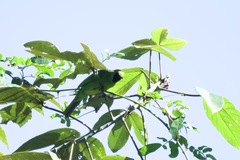 Chloropsis cyanopogon