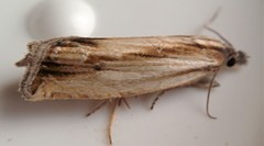 Eucosma radiatana