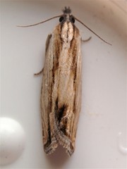 Eucosma radiatana
