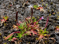 Epilobium willisii