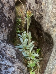 Argyrotegium fordianum