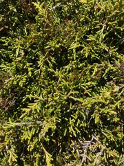 Microcachrys tetragona