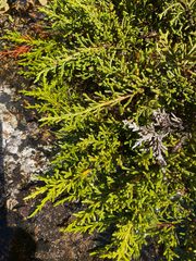 Microcachrys tetragona